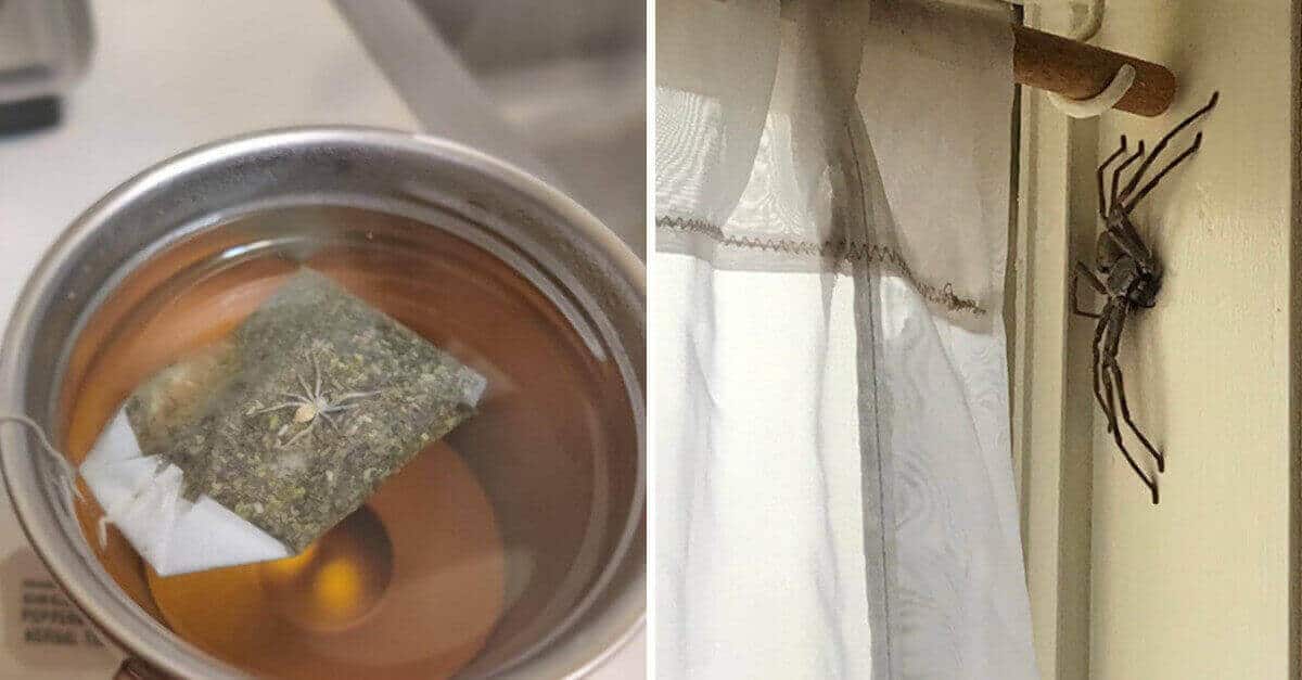 15 ragni nascosti che spaventerebbero anche chi non è aracnofobico