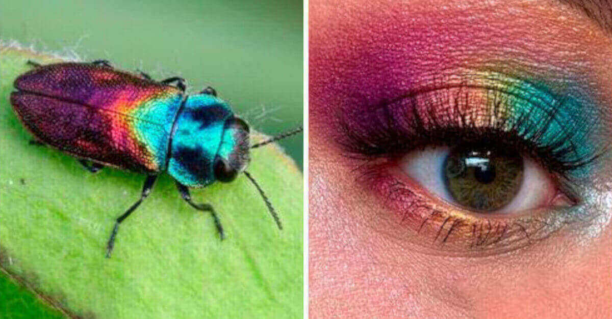 La make up artist mostra la bellezza degli insetti con 20 look ispirati a loro