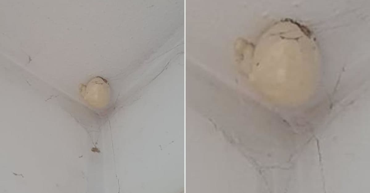 Uno strano uovo cresce sul tetto di una casa e la foto terrorizza il web: “Chiama subito i Ghostbusters”