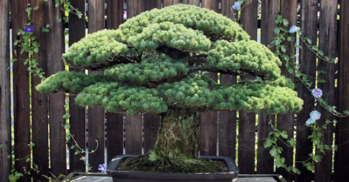 Il bonsai di 393 anni che è sopravvissuto ai bombardamenti di Hiroshima ed è ancora in crescita