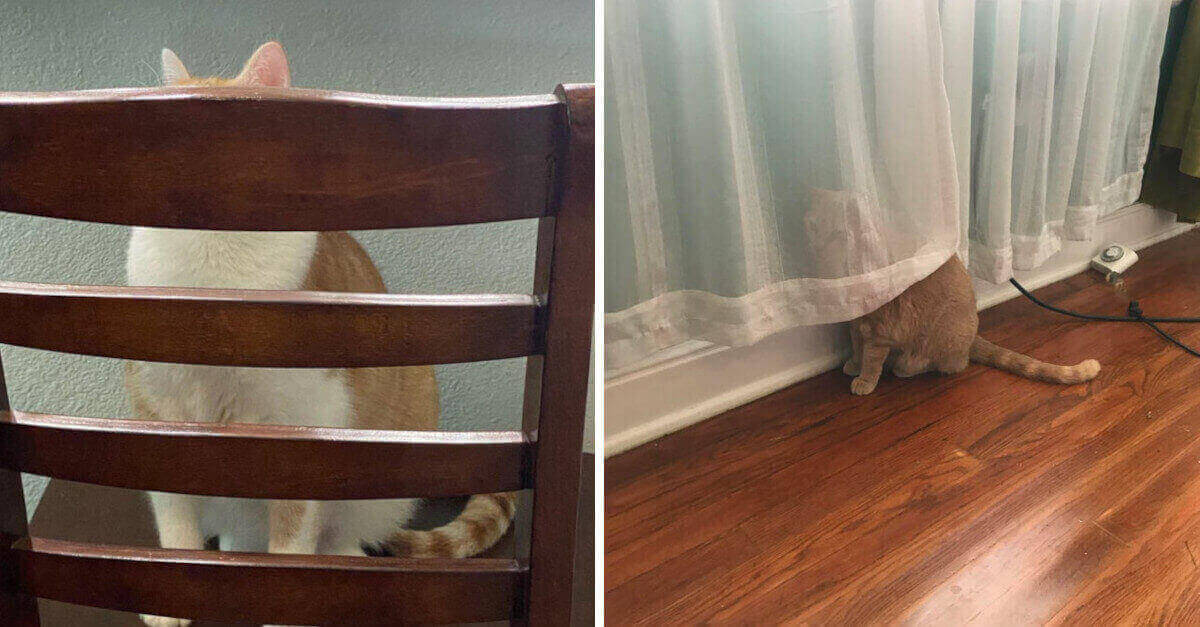 19 foto mostrano il talento degli animali domestici nel gioco del nascondino