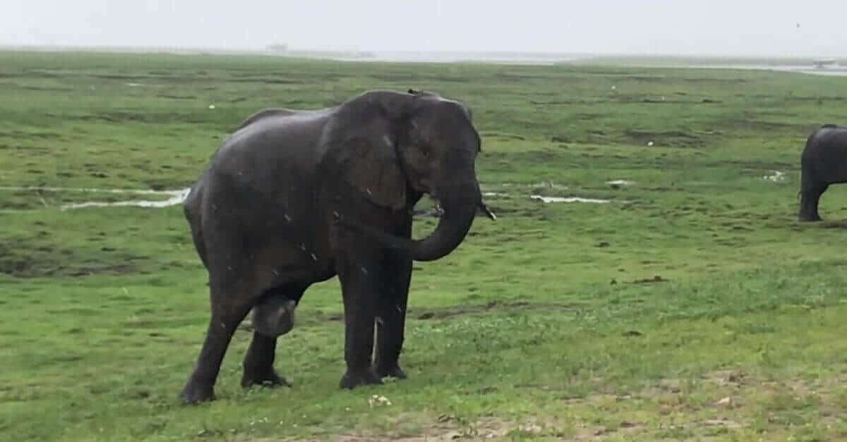 Un turista ha catturato il momento esatto in cui un elefante partorisce e il suo branco arriva per aiutarla