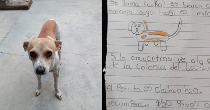 Ha disegnato il suo cucciolo smarrito e ha offerto una ricompensa