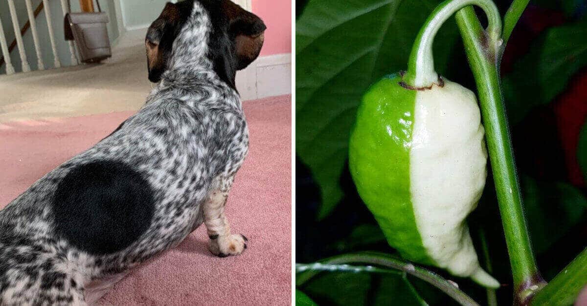 15 volte in cui la natura ha giocato con i colori