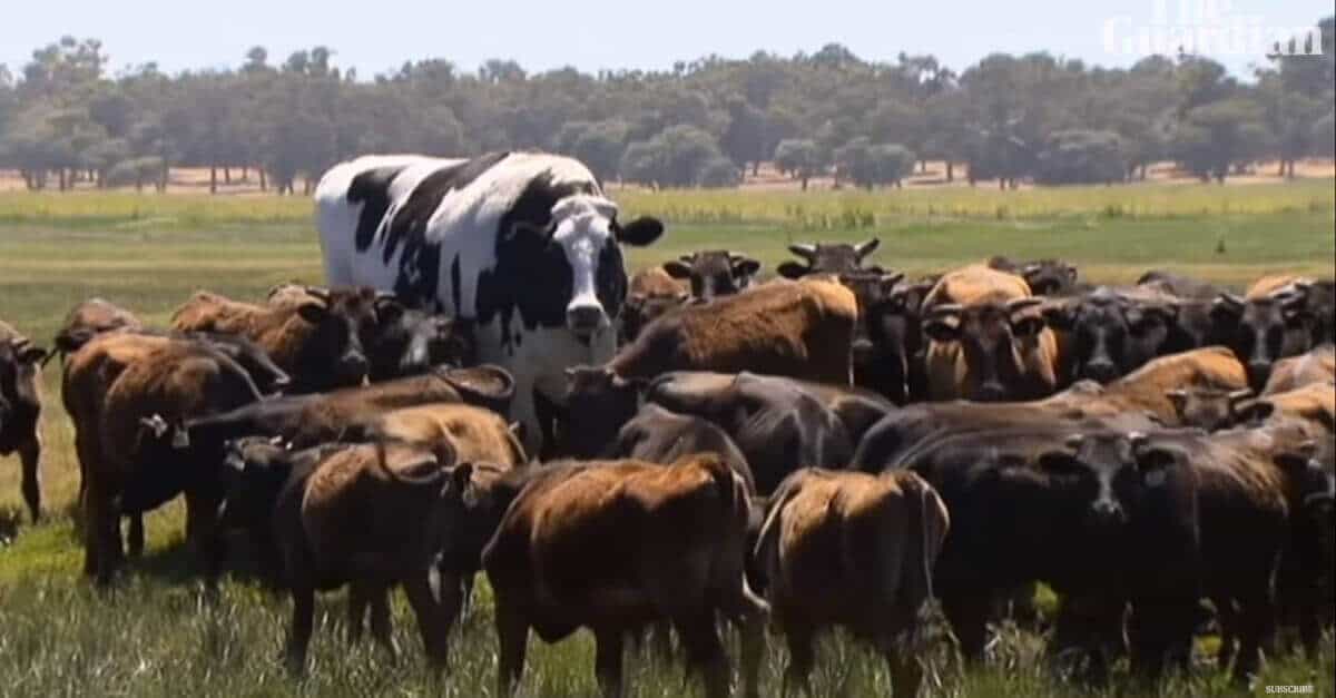 Knickers un bovino davvero gigantesco