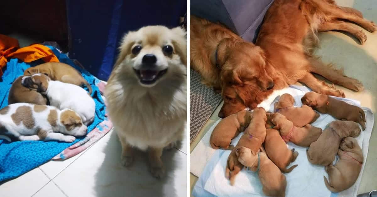 15 Foto di animali con i loro piccoli