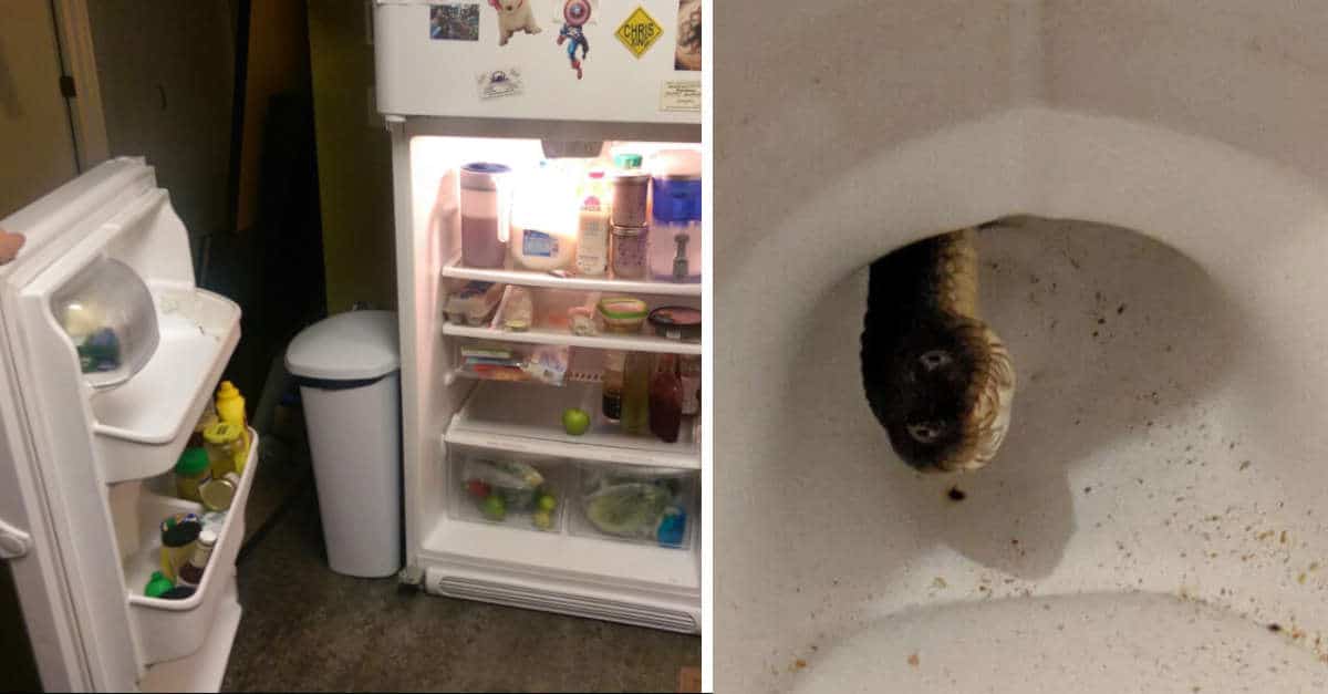 14 Immagini di persone sfortunate per le quali la giornata è davvero finita male