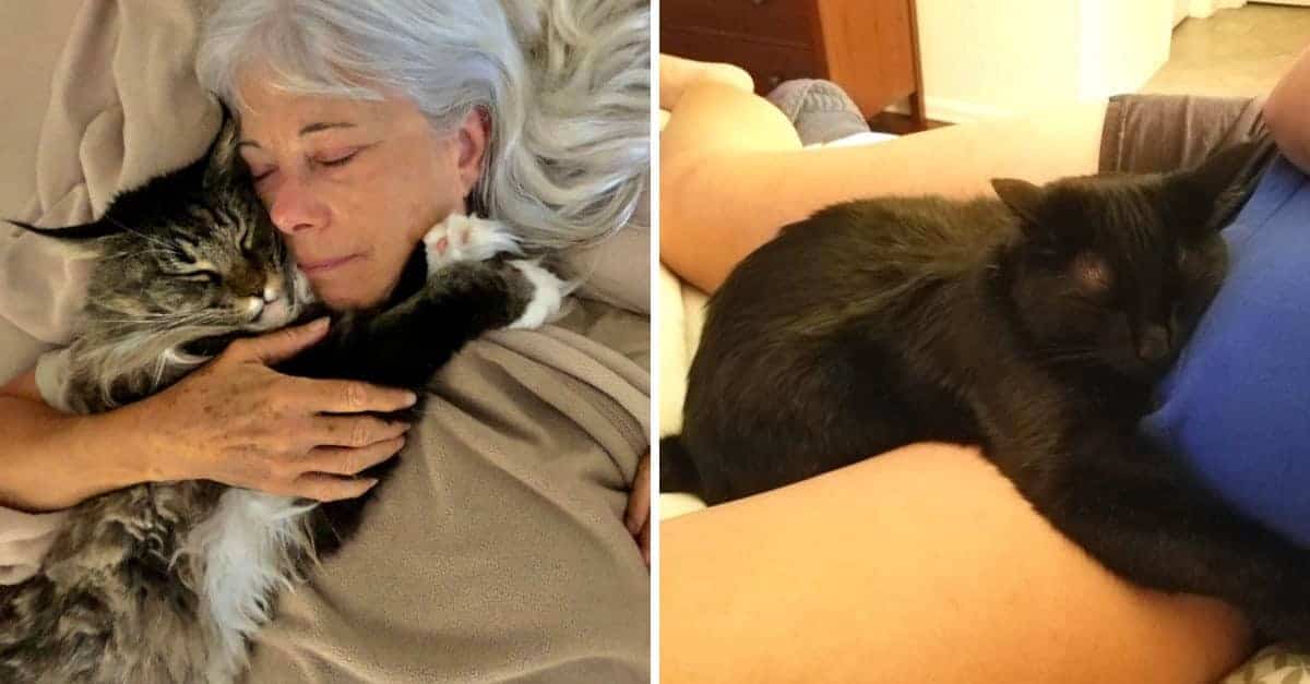 17 foto che mostrano che gli animali sono davvero ottimi compagni