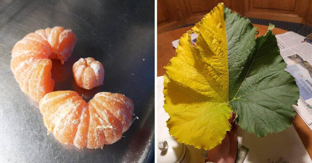 19 foto che mostrano la bellezza della natura