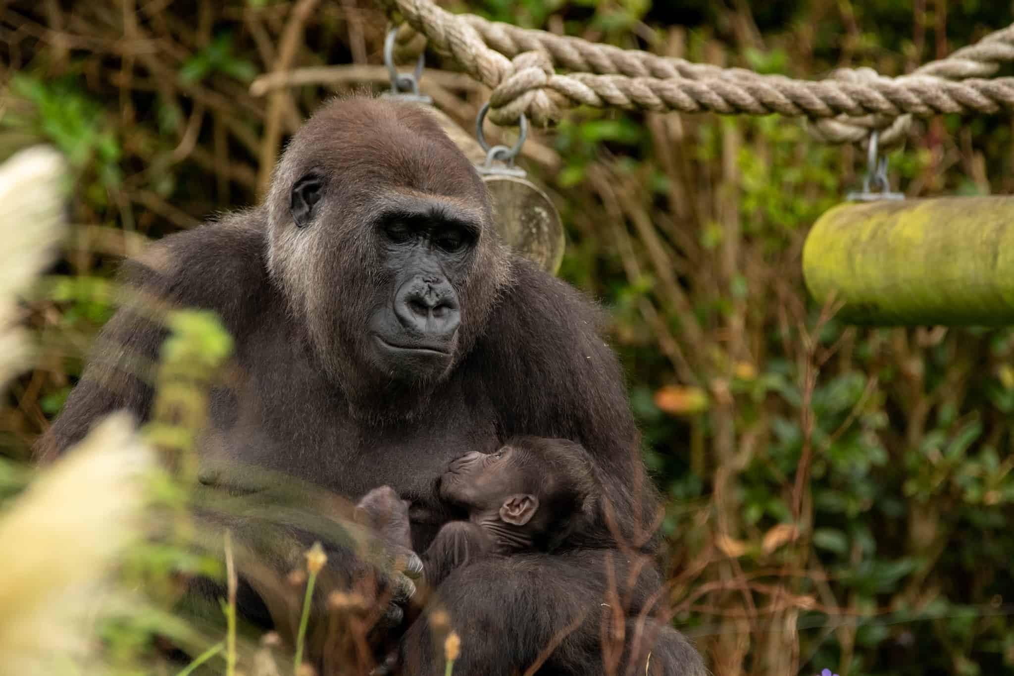 Madre gorilla mostra il suo piccolo appena nato mentre lo tiene amorevolmente tra le sue braccia
