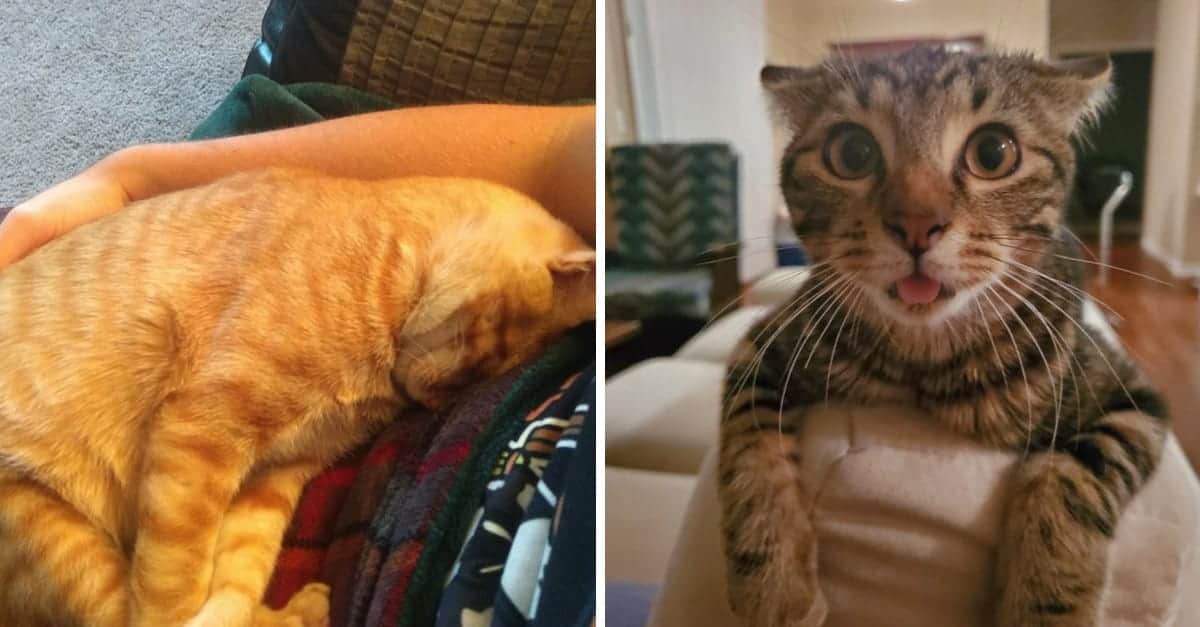 16 foto di animali che sono estremamente felici di essere stati adottati