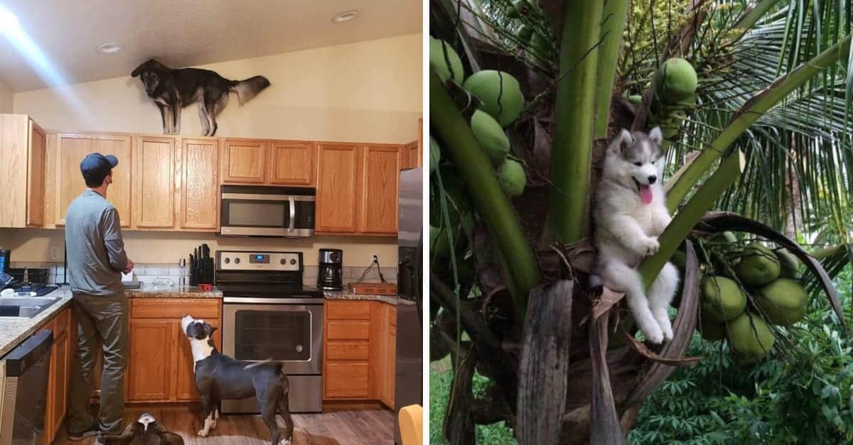 20 Foto di animali divertenti che sono rimasti bloccati e hanno avuto bisogno dell’aiuto umano