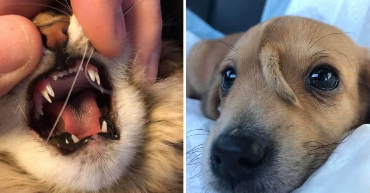 15 animali nati con segni distintivi unici e speciali