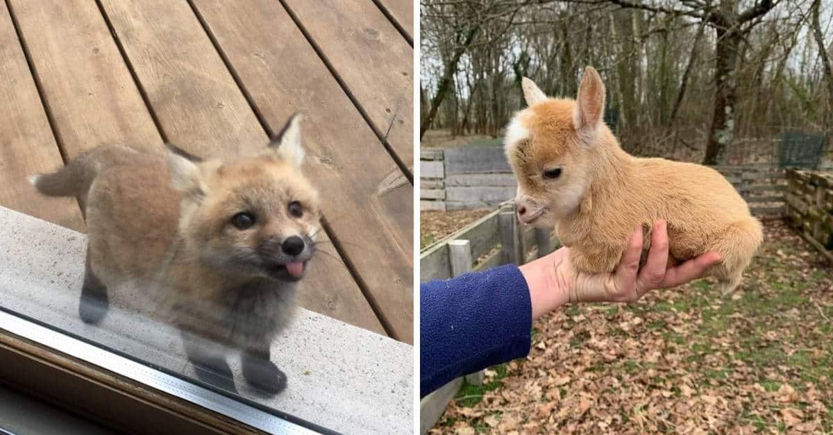 22 Adorabili cuccioli di animale che miglioreranno la tua giornata