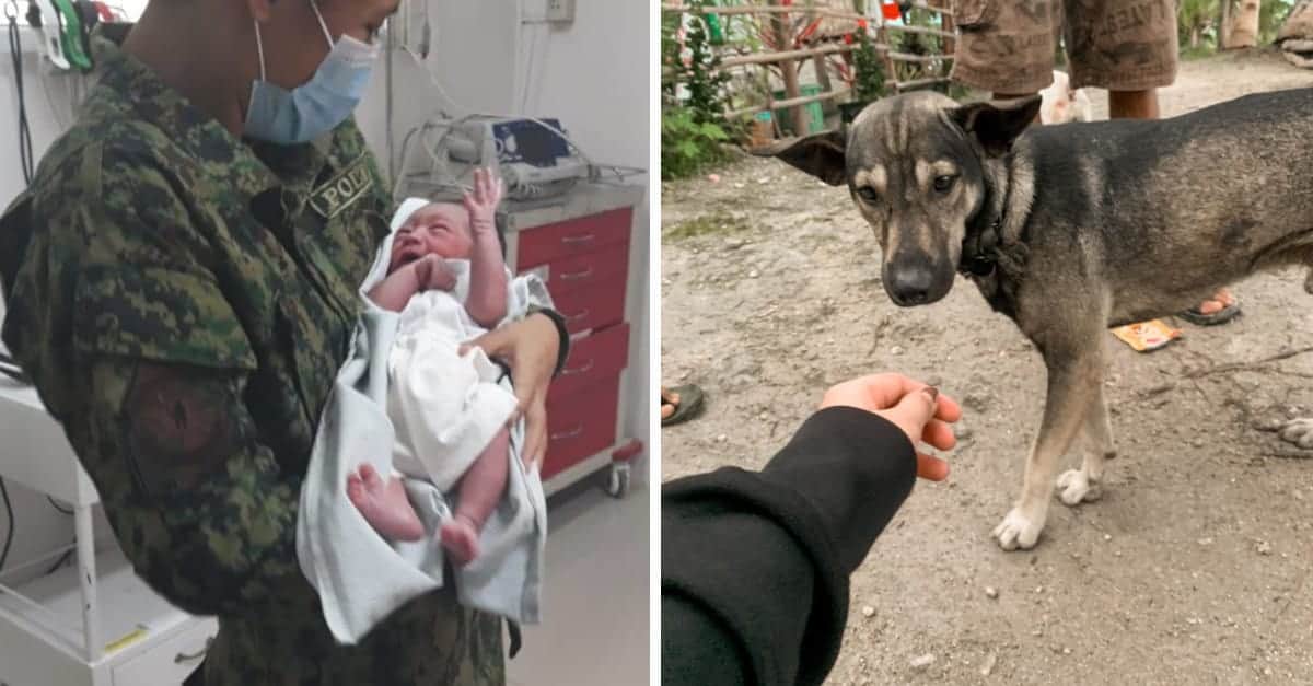 Cane intelligente trova un bambino abbandonato e chiede aiuto