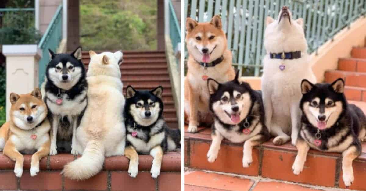 Questa cagnetta sembra divertirsi a rovinare tutte le foto di gruppo