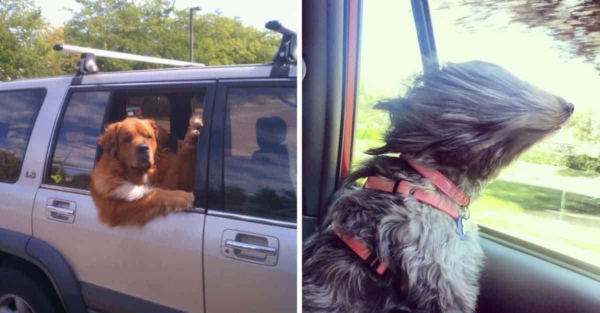 17 esilaranti momenti in cui gli animali ci hanno fatto ridere mentre viaggiavamo