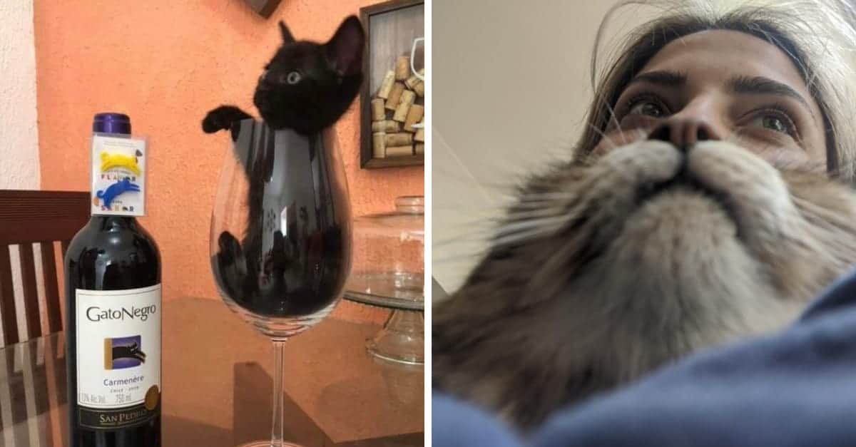 15 divertenti immagini di gatti che hanno fatto il giro del mondo