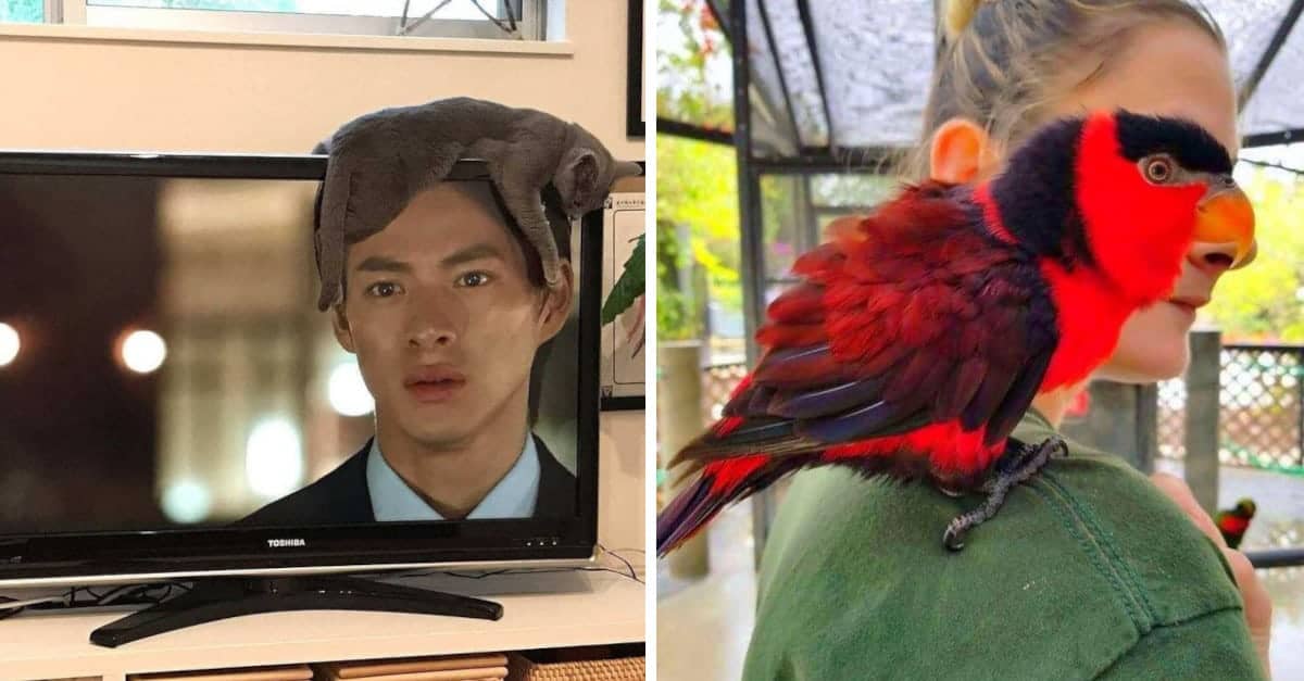 15 Foto con un tempismo perfetto