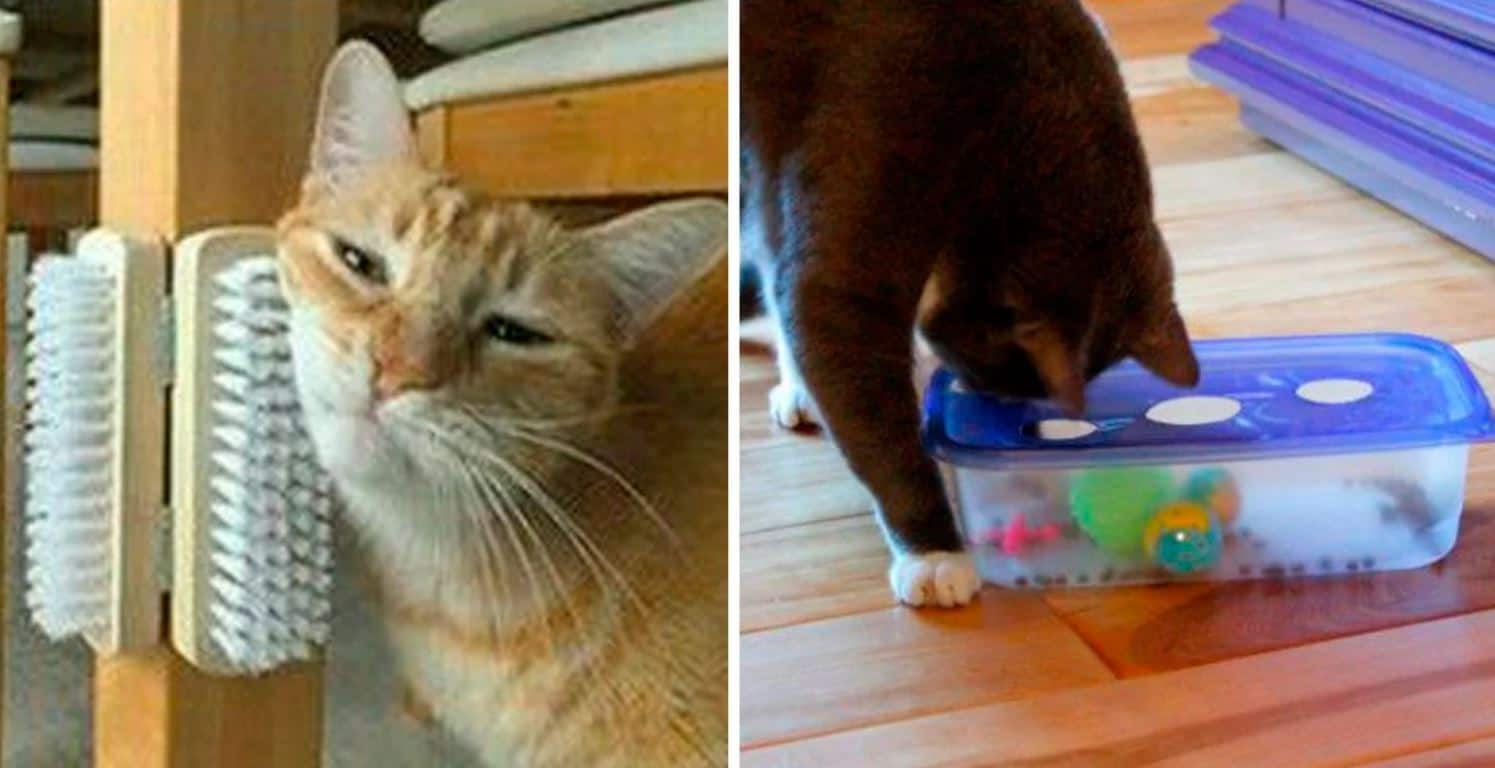 Как облегчить коту. Лайфхак с котом. Лайфхак для котов. Лайфхаки для котов. Лайфхаки для кошек и котов.