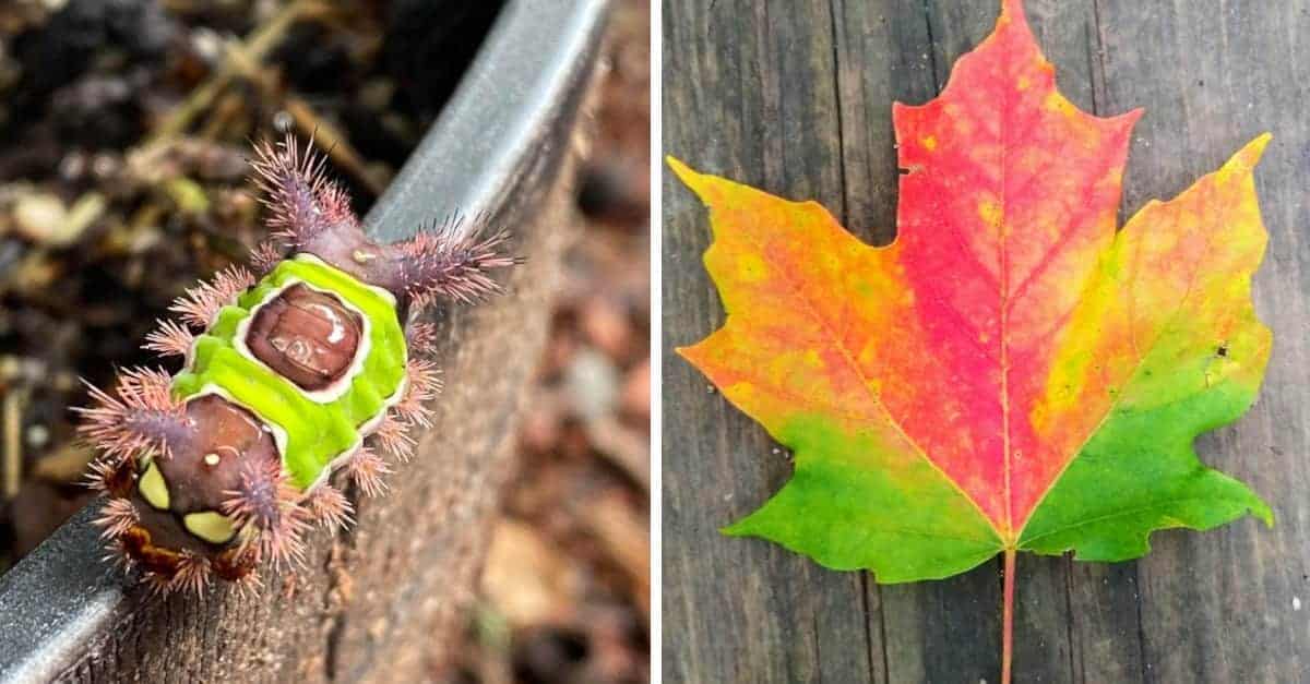 18 foto di stranezze della natura