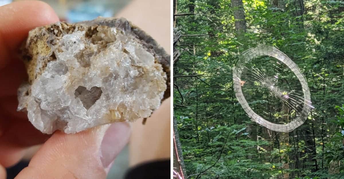 19 foto che illustrano l’originalità della natura