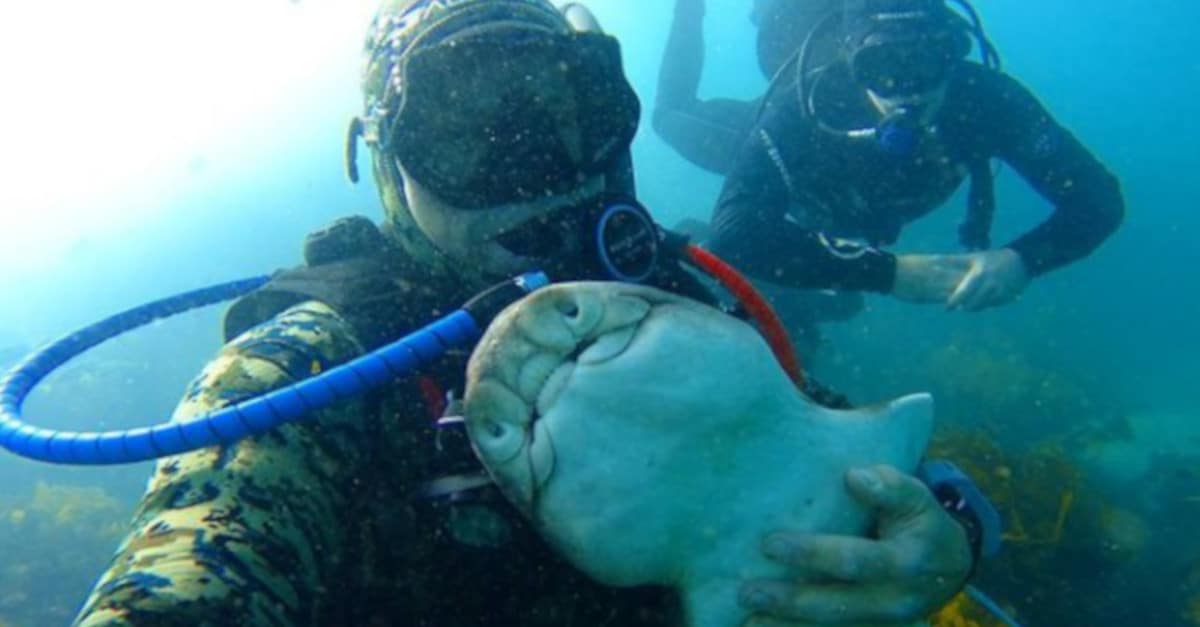 Uno squalo nuota per abbracciare questo sub ogni volta che lo vede