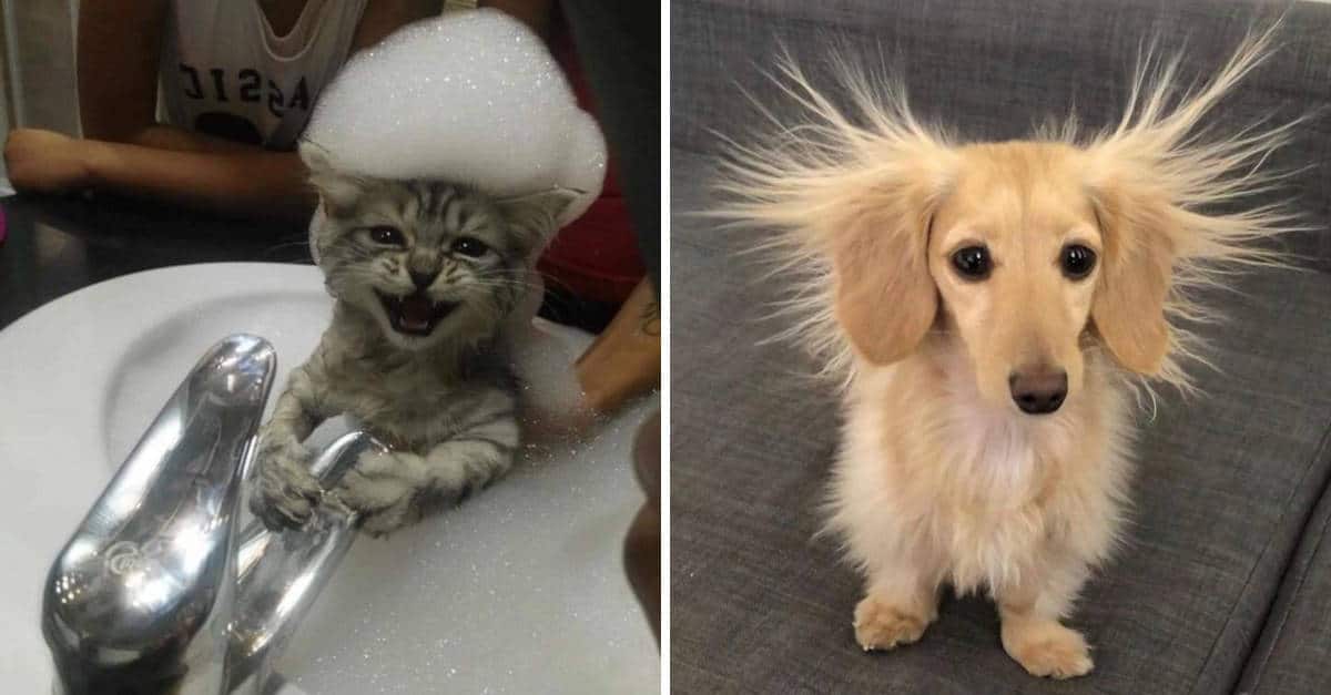 14 immagini carine di animali che sembrano essere degli umani