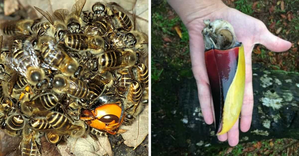 14 curiosità sulla natura e gli animali