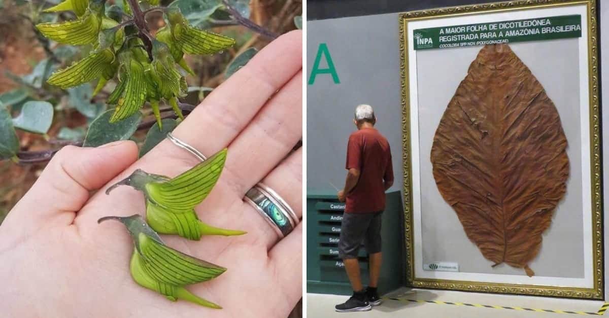 20 volte in cui la natura si è allontanata dalle proprie leggi