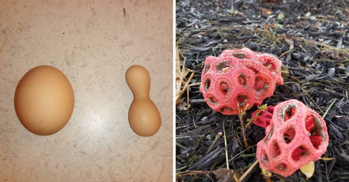 17 foto che illustrano quanto è originale la natura