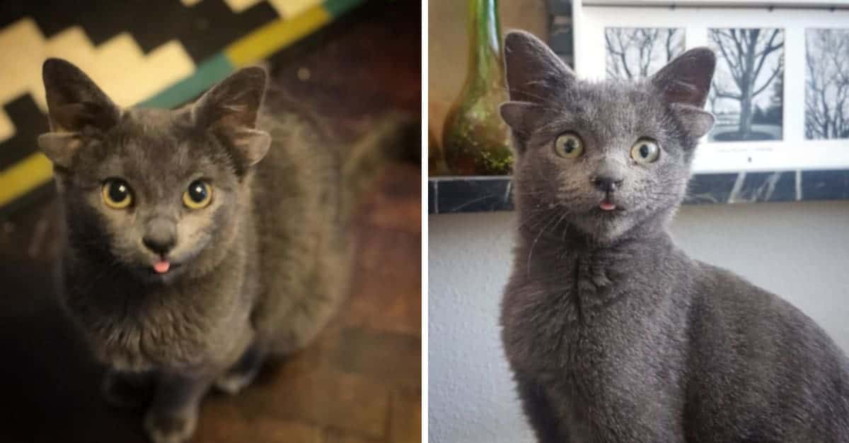 Un gattino con quattro orecchie trova casa e conquista Instagram (FOTO)