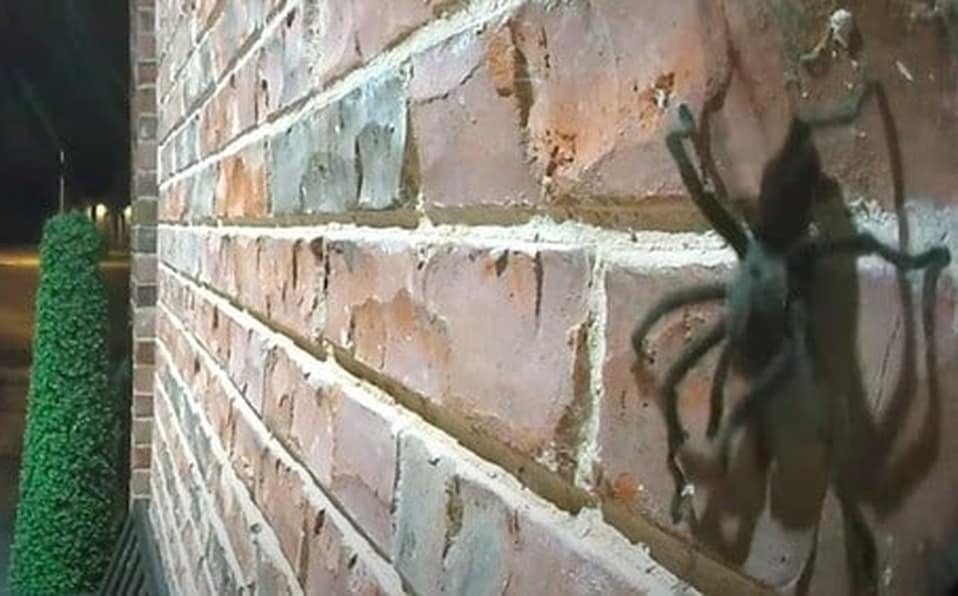 Controlla le sue telecamere di sicurezza e si rende conto che un’enorme e terrificante tarantola è entrata in casa sua