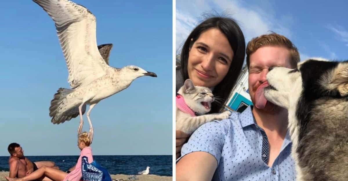 20 Foto che sono il risultato di un tempismo perfetto