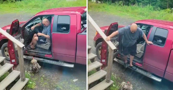L’uomo ha paura di scendere dalla macchina a causa di un gallo aggressivo e poco accogliente (VIDEO)