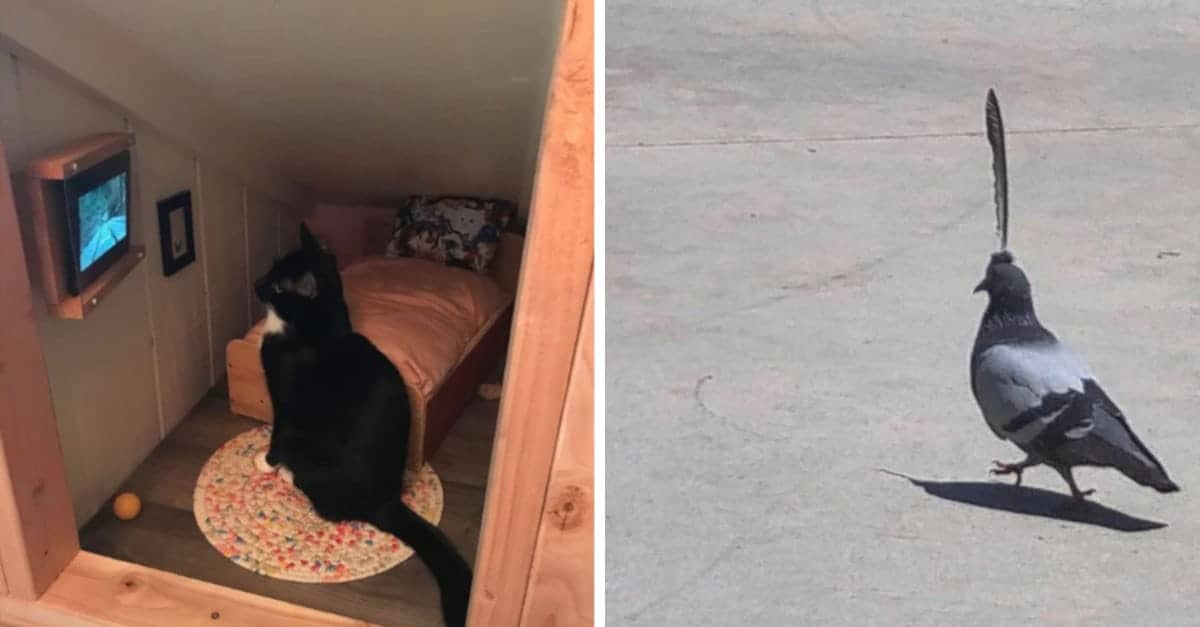 21 Foto di animali beccati in momenti in cui fanno cose davvero strane