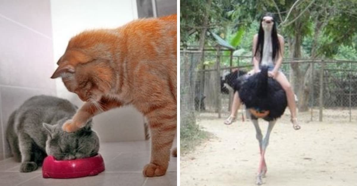 10 esilaranti foto di animali che sono state scattate davvero al momento perfetto!