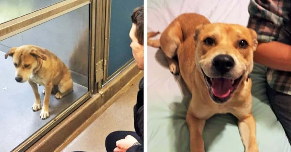 20 Cani prima e dopo l’adozione che mostrano il volto della felicità