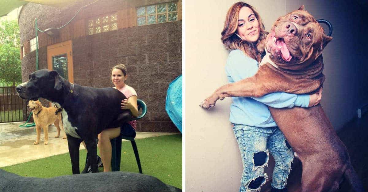 20 cani che non capiscono quanto siano diventati grandi