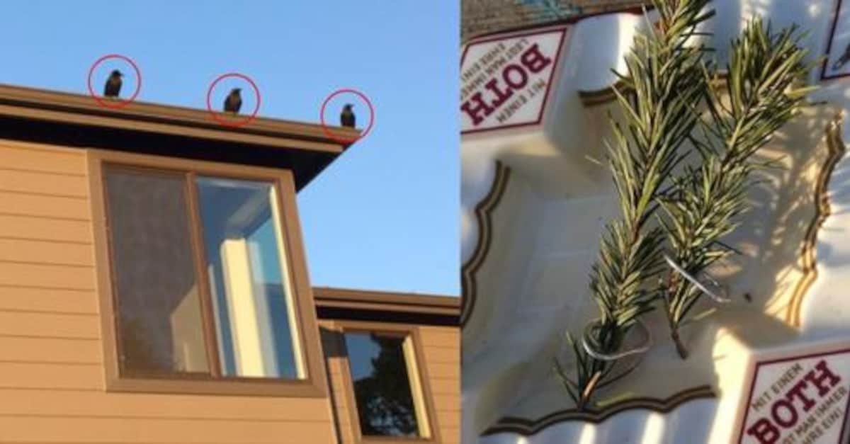 L’uomo nutre la famiglia di corvi per anni e loro gli portano dei regali