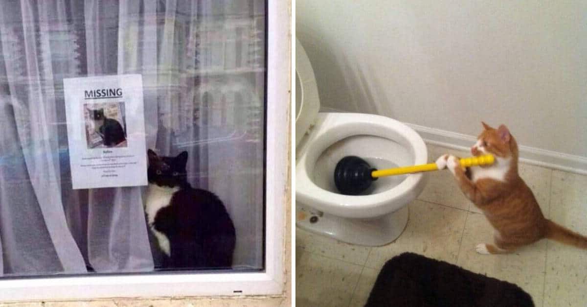 15 immagini divertenti e carine di gatti