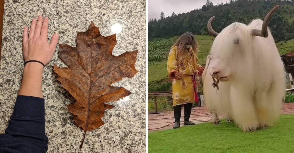 12 Foto davvero strane che mostrano quanto possa essere relativo il mondo