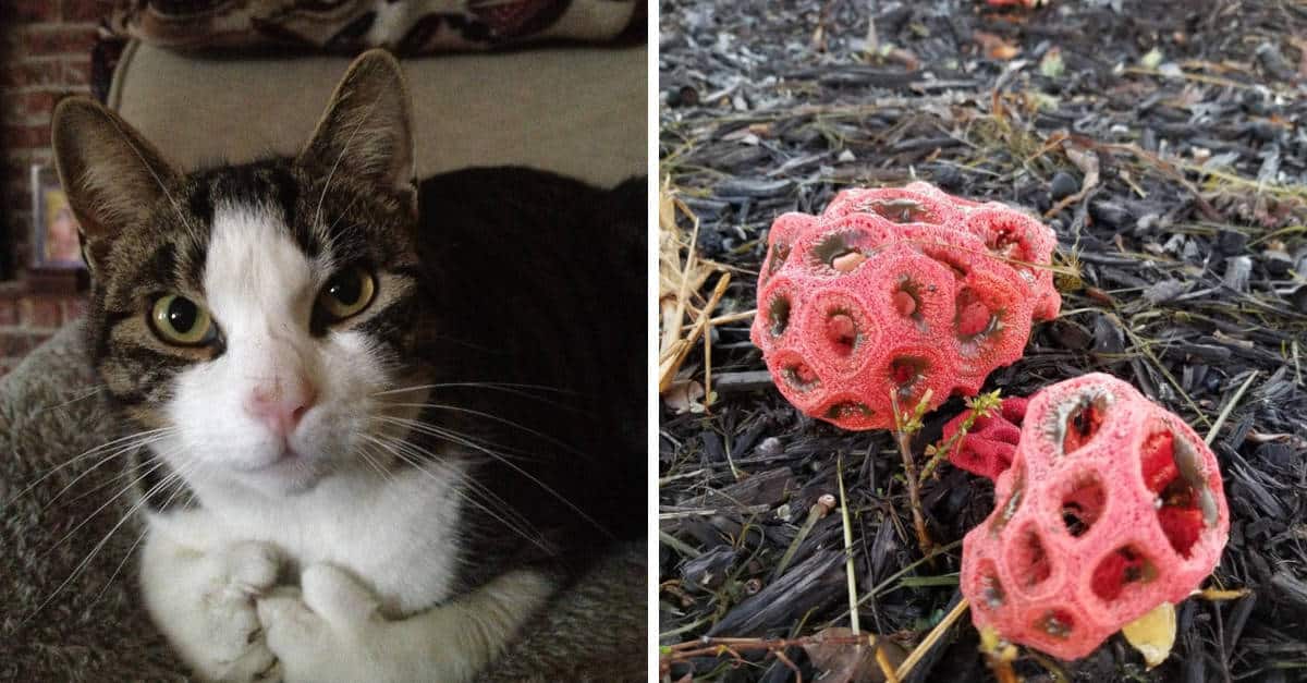 17 Foto che illustrano l’originalità della natura