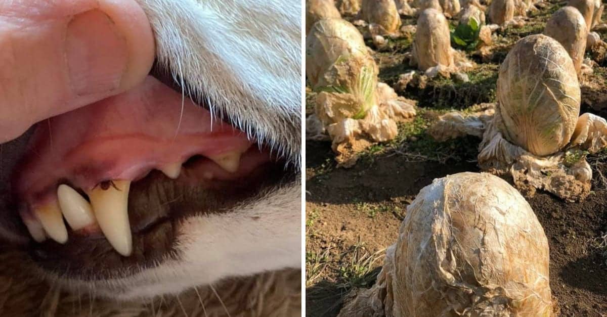 16 immagini che mostrano quanto possa essere spaventosa madre natura