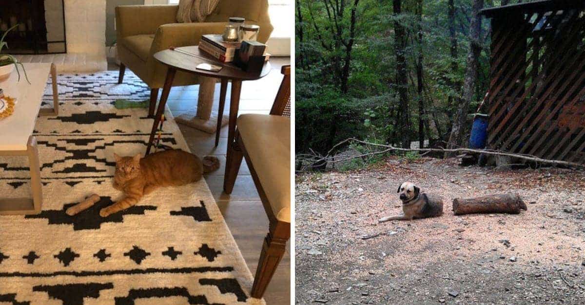 20 animali domestici che hanno quasi fatto venire un infarto ai loro padroni