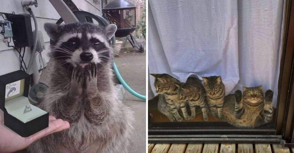 15 Divertenti foto di animali che rendono il giorno migliore