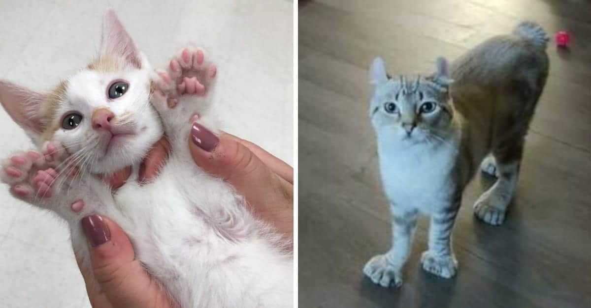 21 Foto di animali con geni unici che li rendono davvero strani