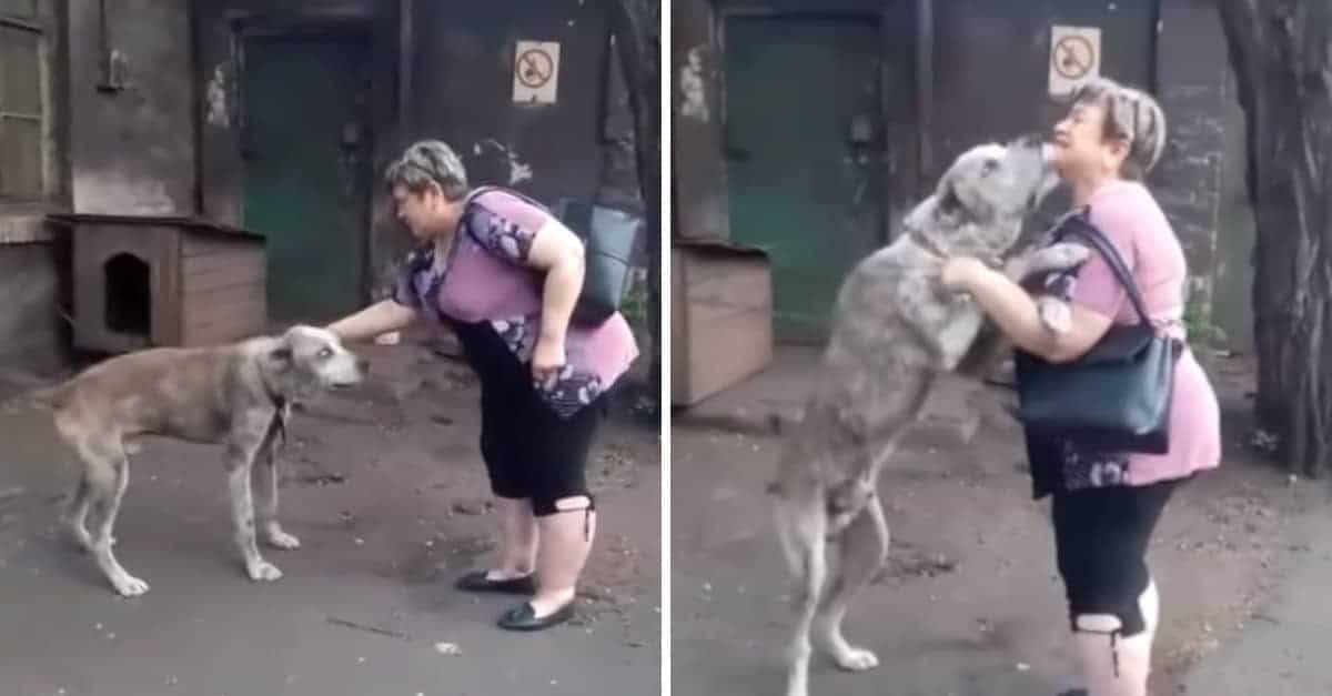 La donna scoppia in lacrime quando incontra il suo cane 2 anni dopo che è stato rubato… malnutrito e affamato