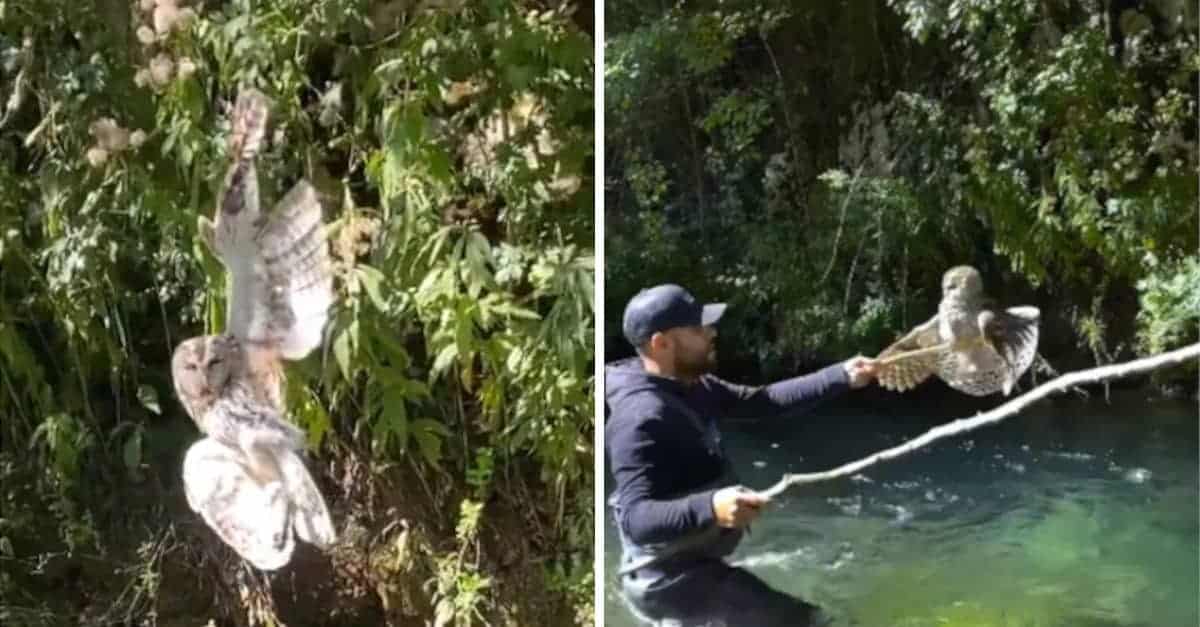 Il giovane salva il gufo che è rimasto appeso ad un filo (VIDEO)
