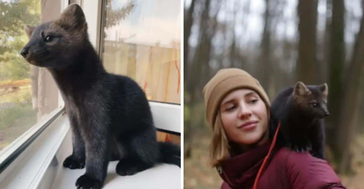 Giovane salva la vita ad una cibelina che stavano per trasformare in un cappotto